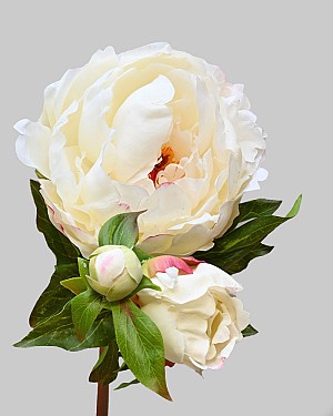 Peony 29" White