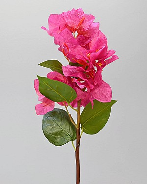 Bougainvillea 19&quot; Fuchsia