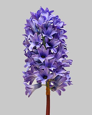 Hyacinth 18&quot; Purple