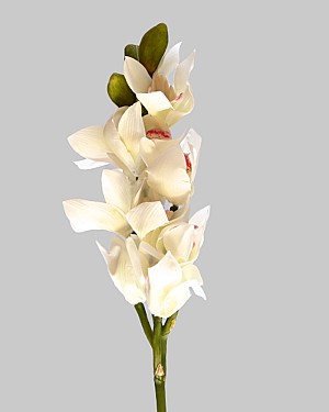 Cymbidium Orchid 21&quot; White