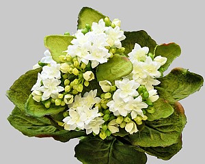 Mini Kalanchoe Plant 9&quot; White