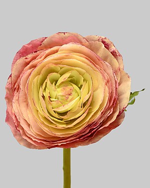 Ranunculus 22" Mauve