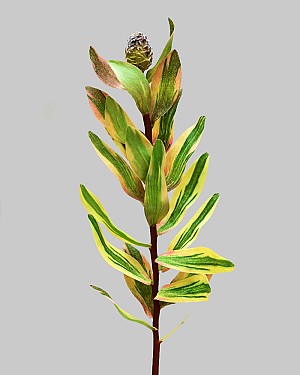 Mini Protea Bud Branch 19&quot; Green