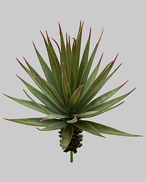 Desert Yucca 9&quot; Green