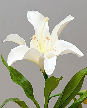 Lily Rubrum 21.5&quot; White