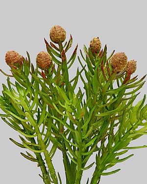 Cedar Succulent 7&quot; Green