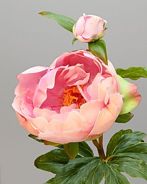 Peony with Bud 23&quot; Pink
