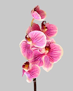 Mini Orchid Phalaenopsis 20&quot; Pink/White