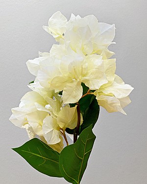 Bougainvillea 19&quot; White