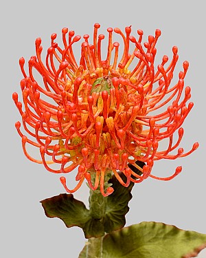 Protea Pin Cushion 26&quot; Orange