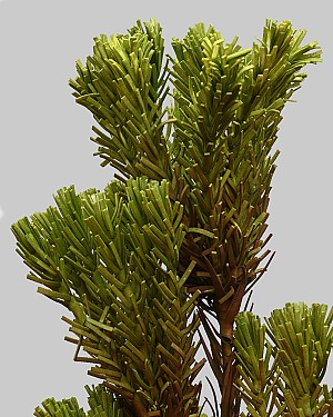 Desert Pine Cluster 40&quot; Green