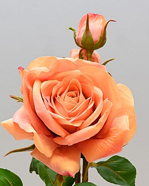 English Rose Tomora 22&quot; Peach