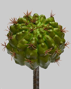Barrel Cactus 7&quot; Green