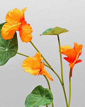 Nasturium 23&quot; Orange