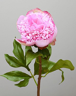 Peony 20&quot; Pink