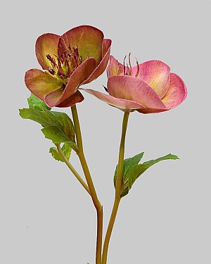 Hellebores 16.5&quot; Mauve