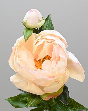 Peony with Bud 23&quot; Cream