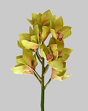 Cymbidium Orchid 23&quot; Green