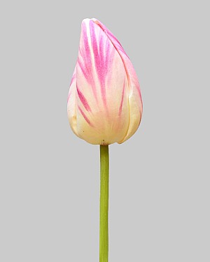 Dutch Tulip Bud 22.5" Pink/White