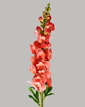 Snapdragon 30&quot; Salmon
