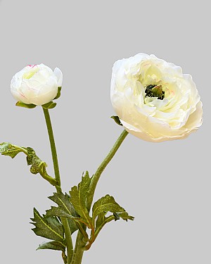 Ranunculus 19.5" White