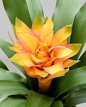 Bromeliad 19&quot; Yellow