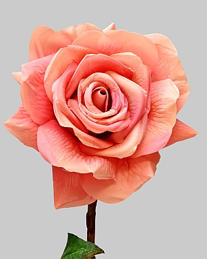 Rose Dutchess Open 20" Dark Salmon