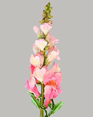 Snapdragon 23&quot; Pink