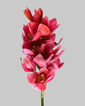 Cymbidium Orchid 22&quot; Burgundy
