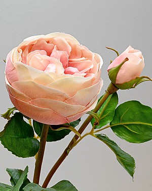 Rose English 19&quot; Light Mauve