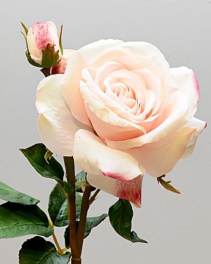 English Rose Tomora 22&quot; Light Peach