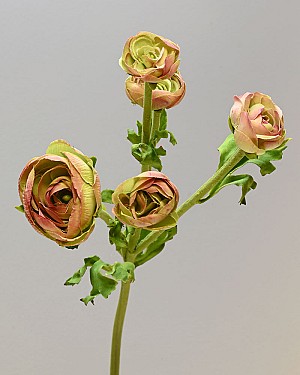 Ranunculus Multi Flower 21.5&quot; Burgundy/Green