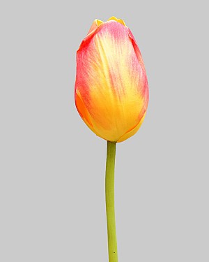 Dutch Tulip Closed 24.5" Yellow/Orange