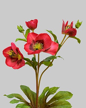 Hellebores 25&quot; Red