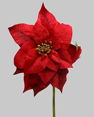Poinsettia 29&quot; Red