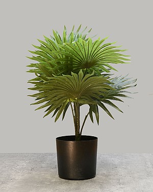 Fountain Palm 18&quot; Green