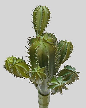 Mini Column Cactus 7&quot; Green