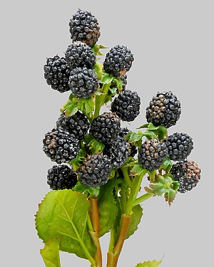 Raspberry 18.5&quot; Black