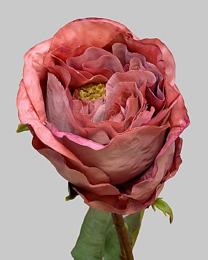 Rose Dutchess Bud 21.5&quot; Rust