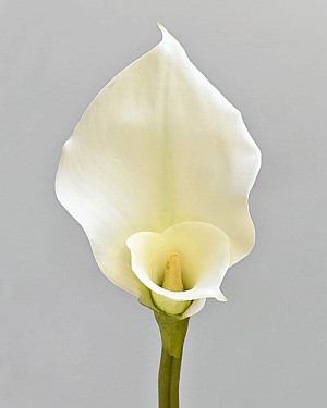 Calla Lily 32&quot; White