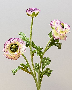 Ranunculus 18.5&quot; White/Eggplant