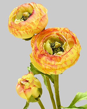 Ranunculus 29" Gold/Red