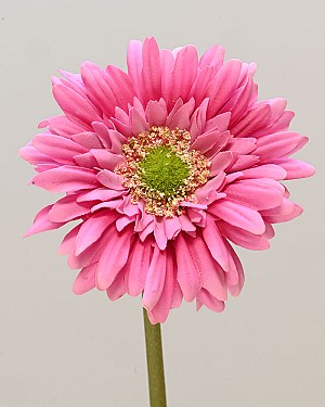 Gerbera Daisy 24&quot; Pink