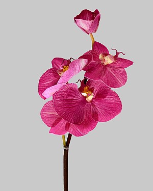 Mini Orchid Phalaenopsis 20&quot; Fuchsia