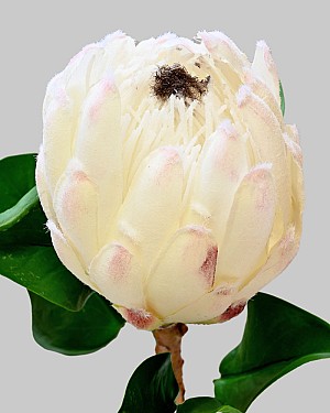 Protea King 27&quot; White