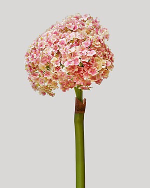 Allium 27.5&quot; Pink/Cream