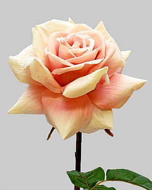 Rose Dutchess Open 20" Peach