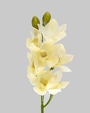 Cymbidium Orchid 27&quot; White 