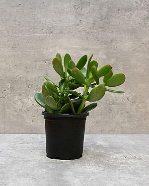 Succulent - Jade 4&quot; Pot