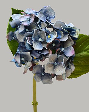 Hydrangea 18&quot; Blue